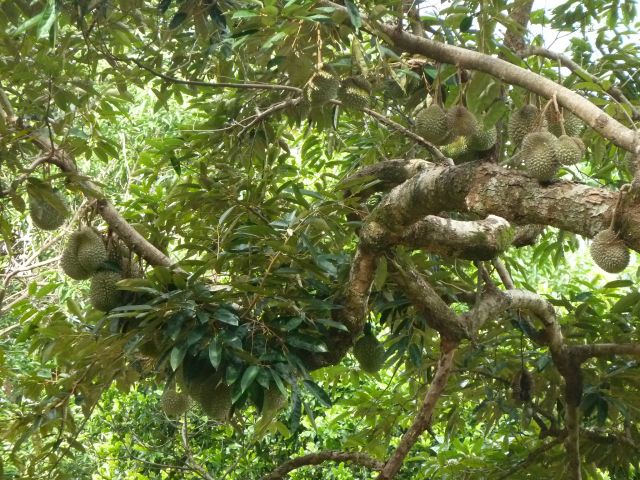 Ein Jackfruchtbaum im Regenwald.